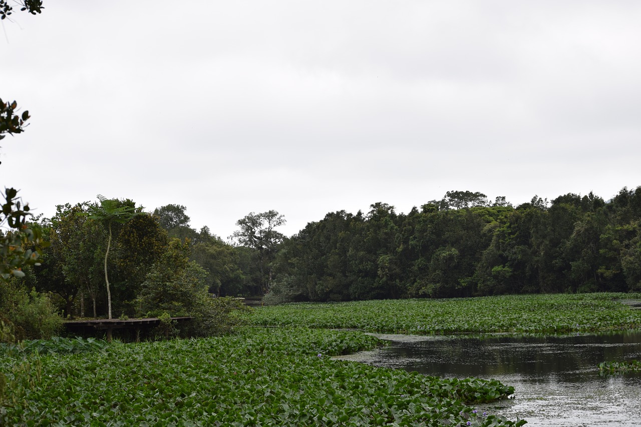 end week field forest free photo