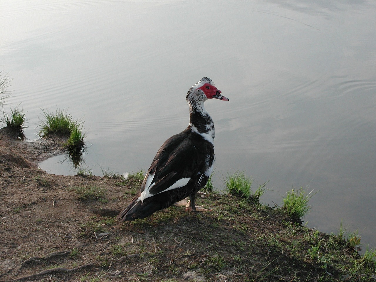 muscovy duck nature duck free photo