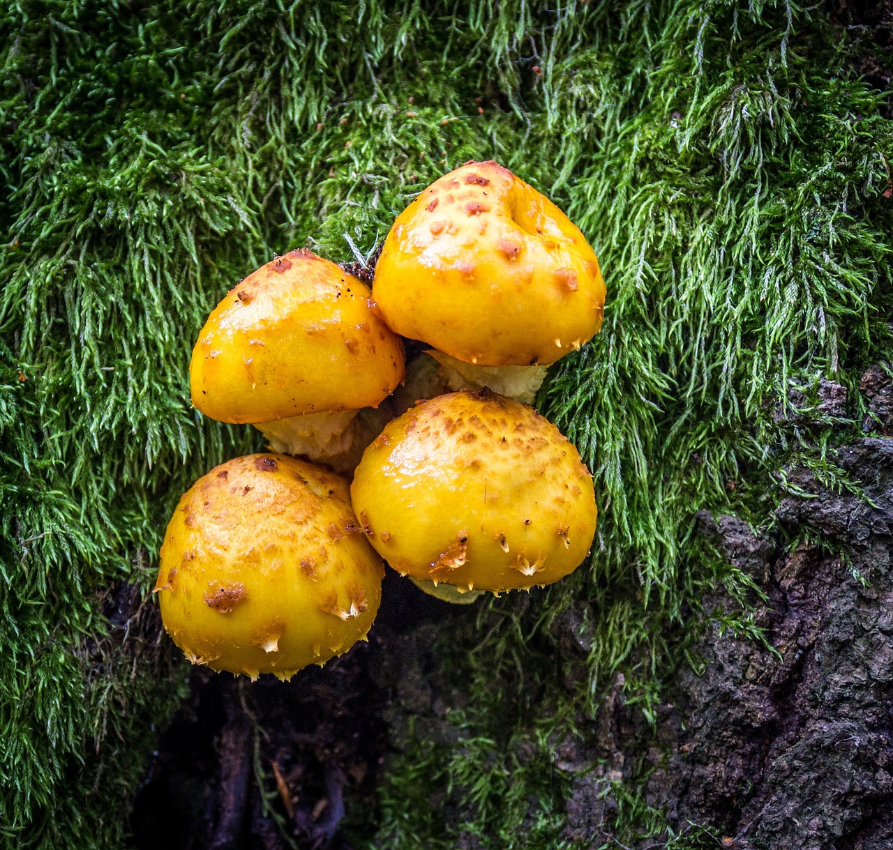 nature forest mushroom free photo