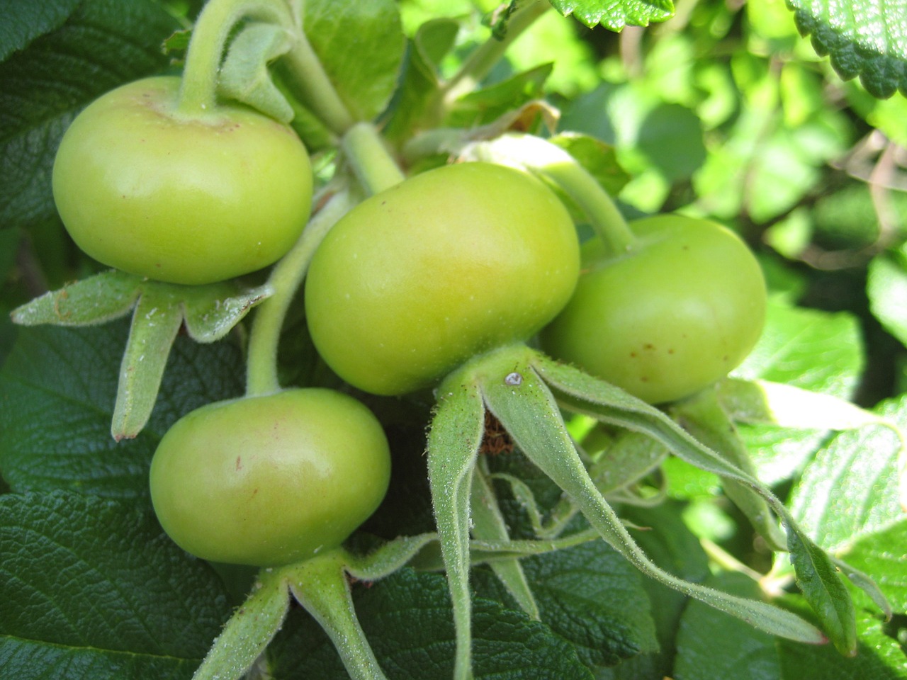 nature summer fruit free photo