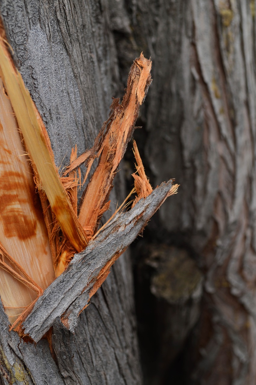 nature tree trunk free photo