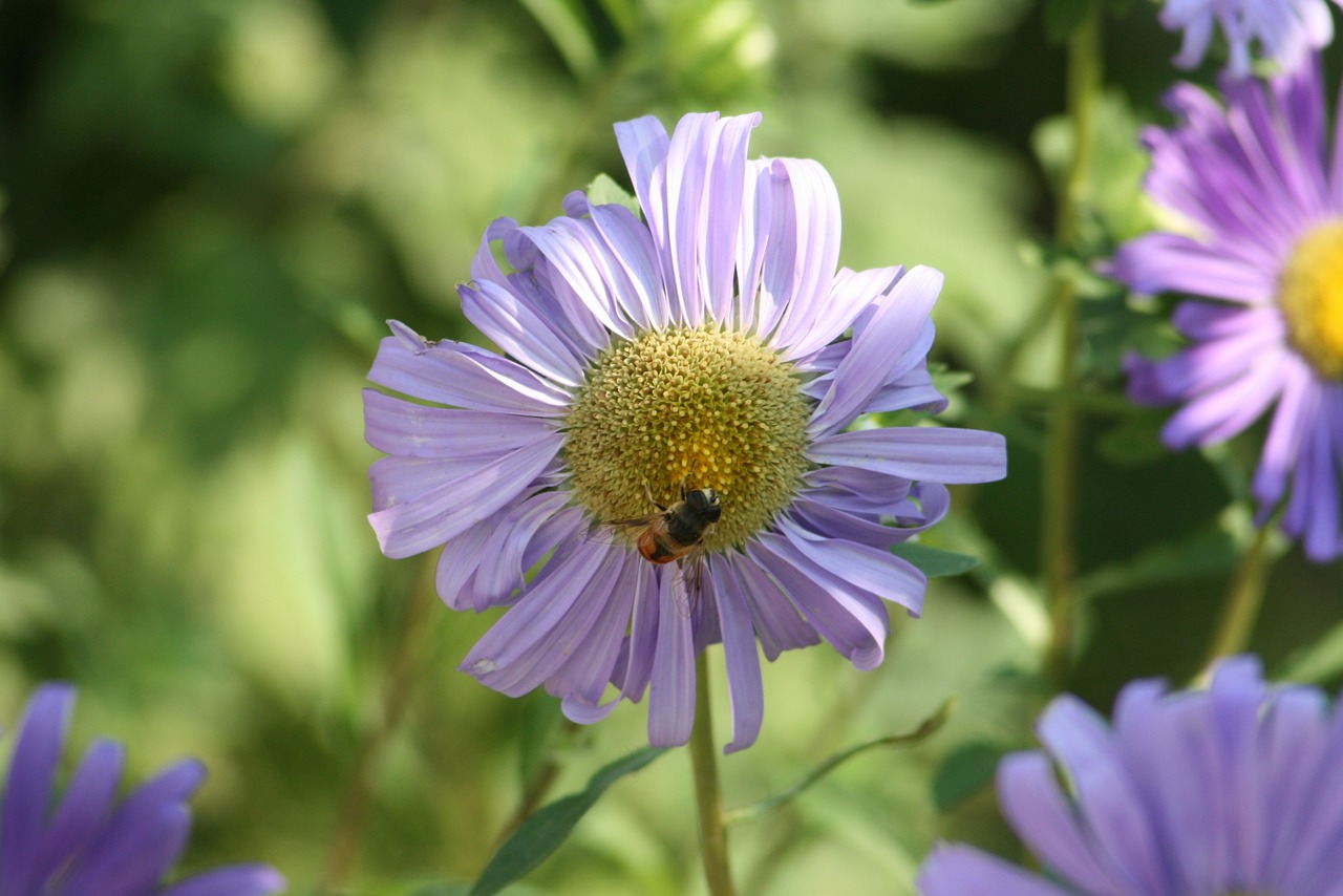 aster nature plant free photo