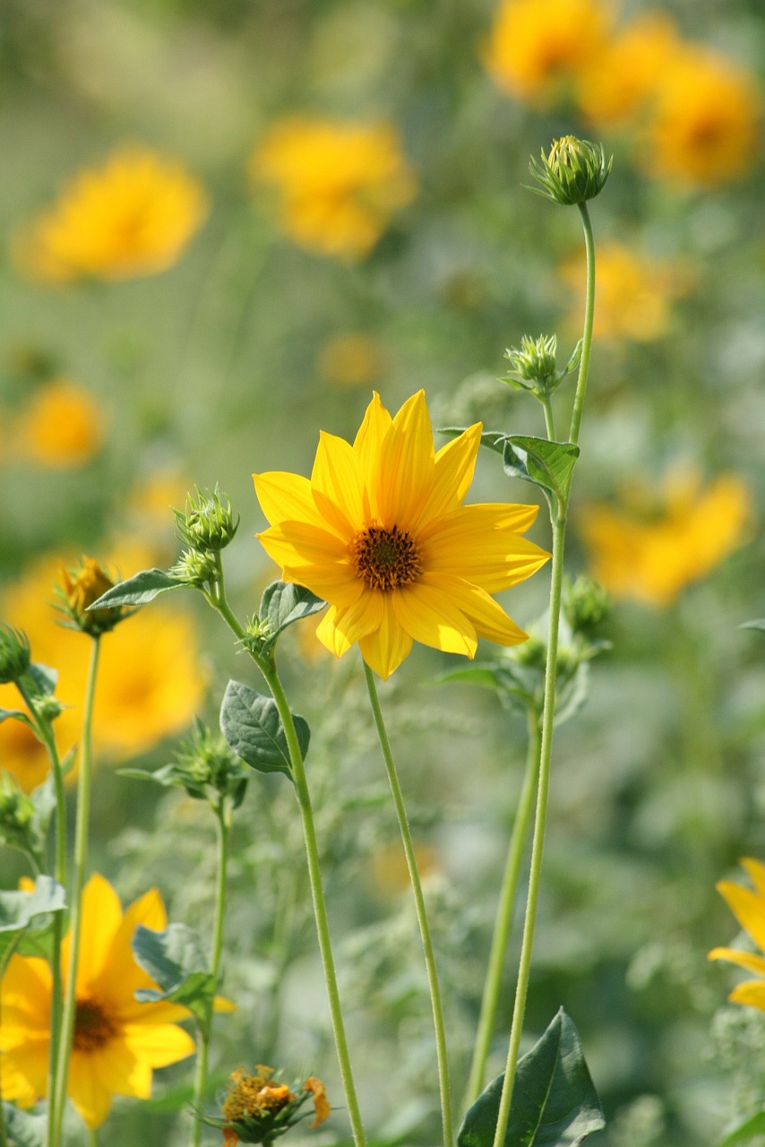 silphium nature plant free photo