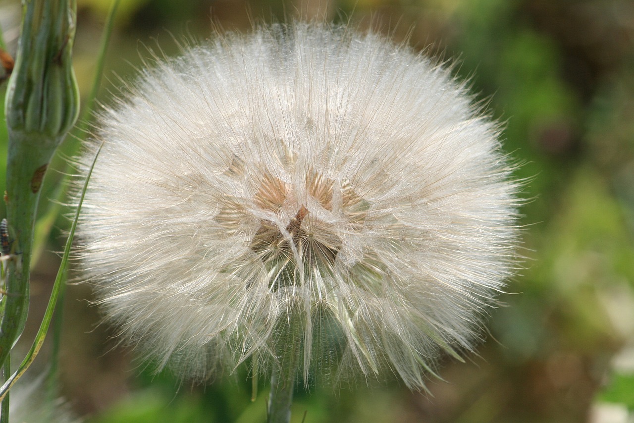 dandelion nature plant free photo