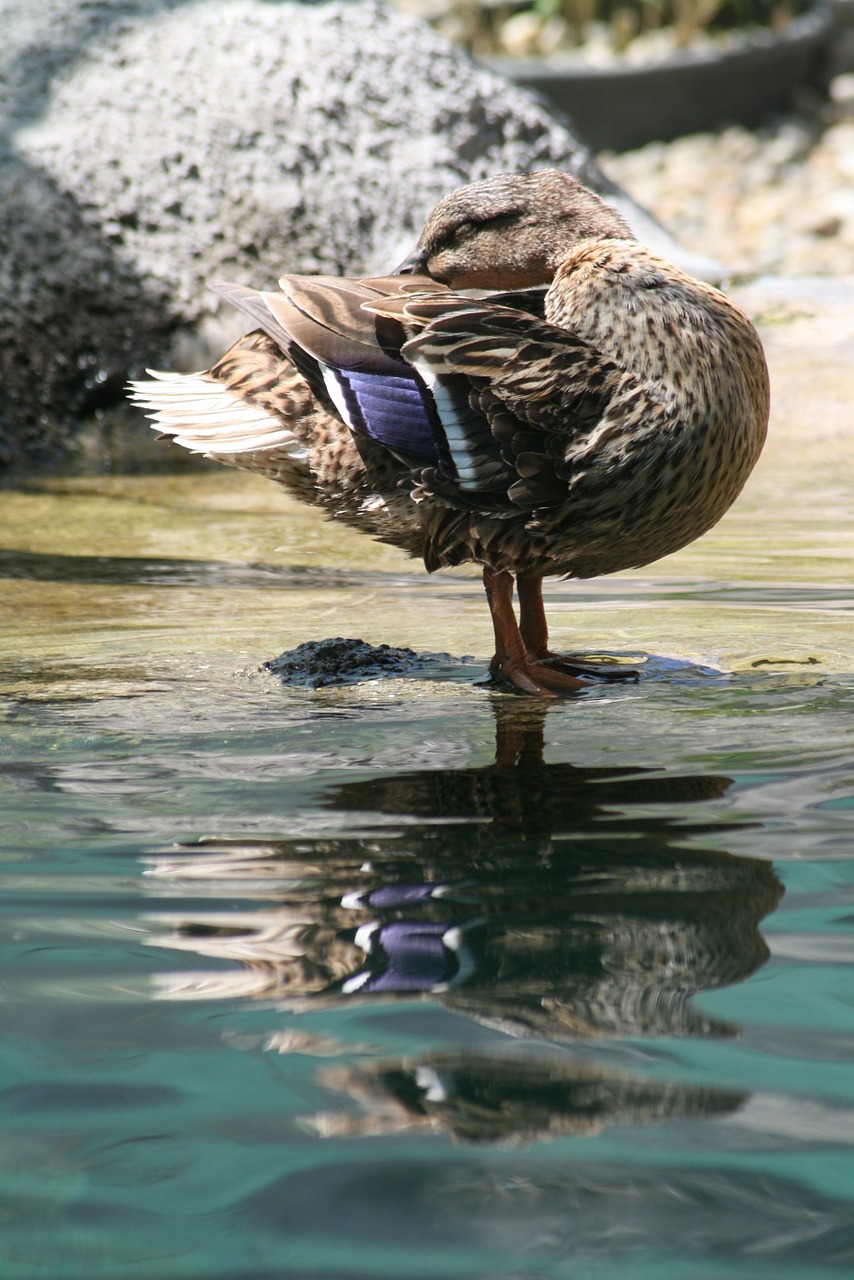 nature animal bird free photo