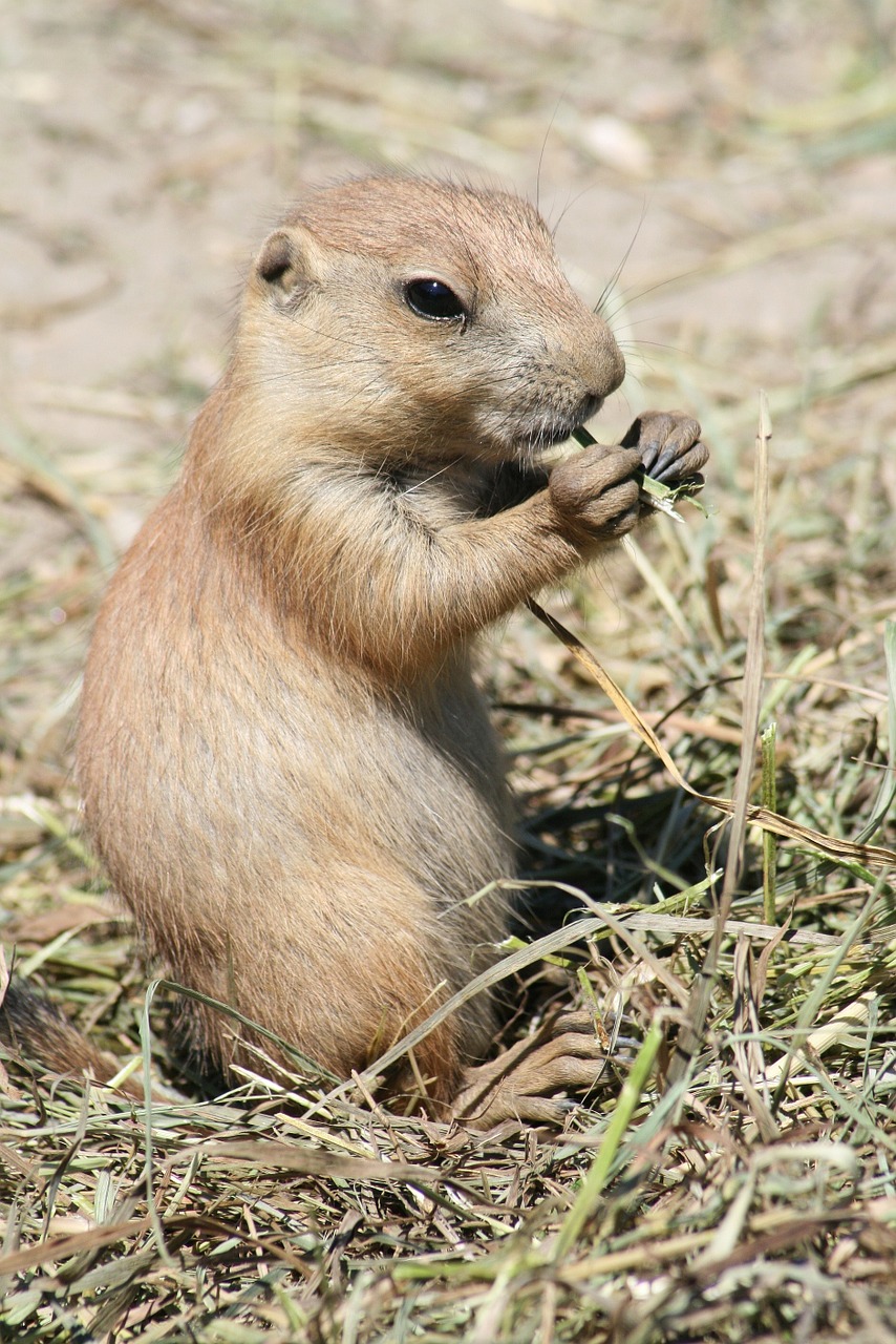 nature animal guy free photo