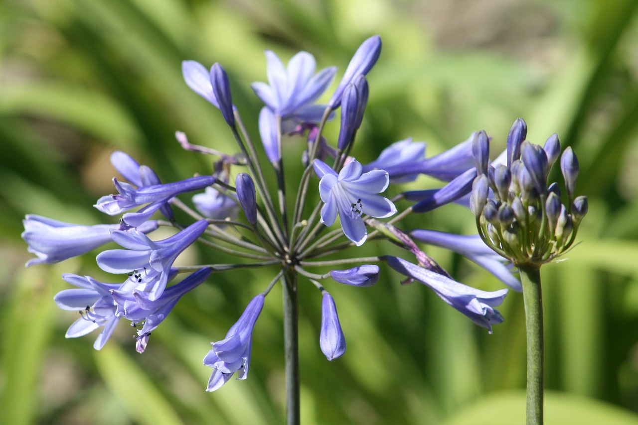 agapanthus nature plant free photo