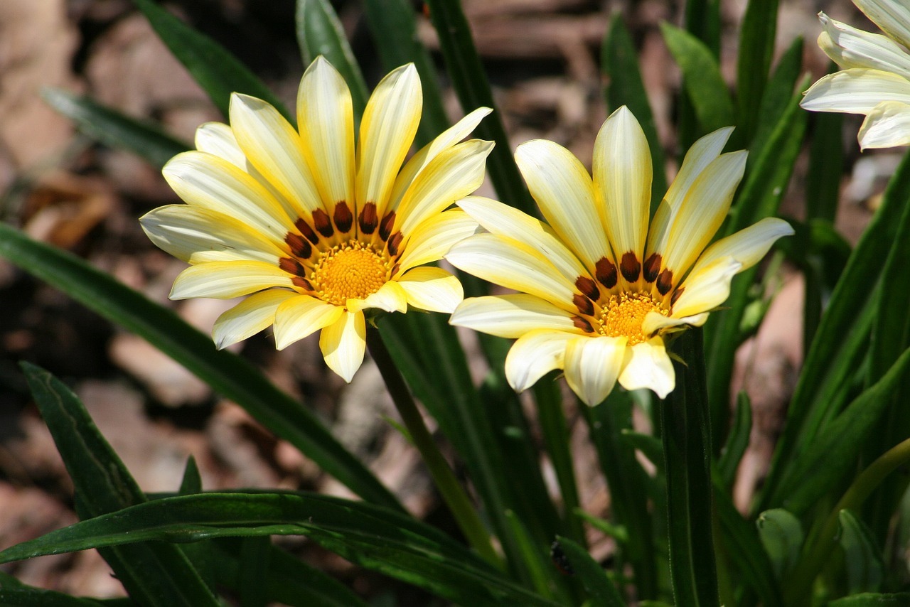 gazania flowers nature plant free photo