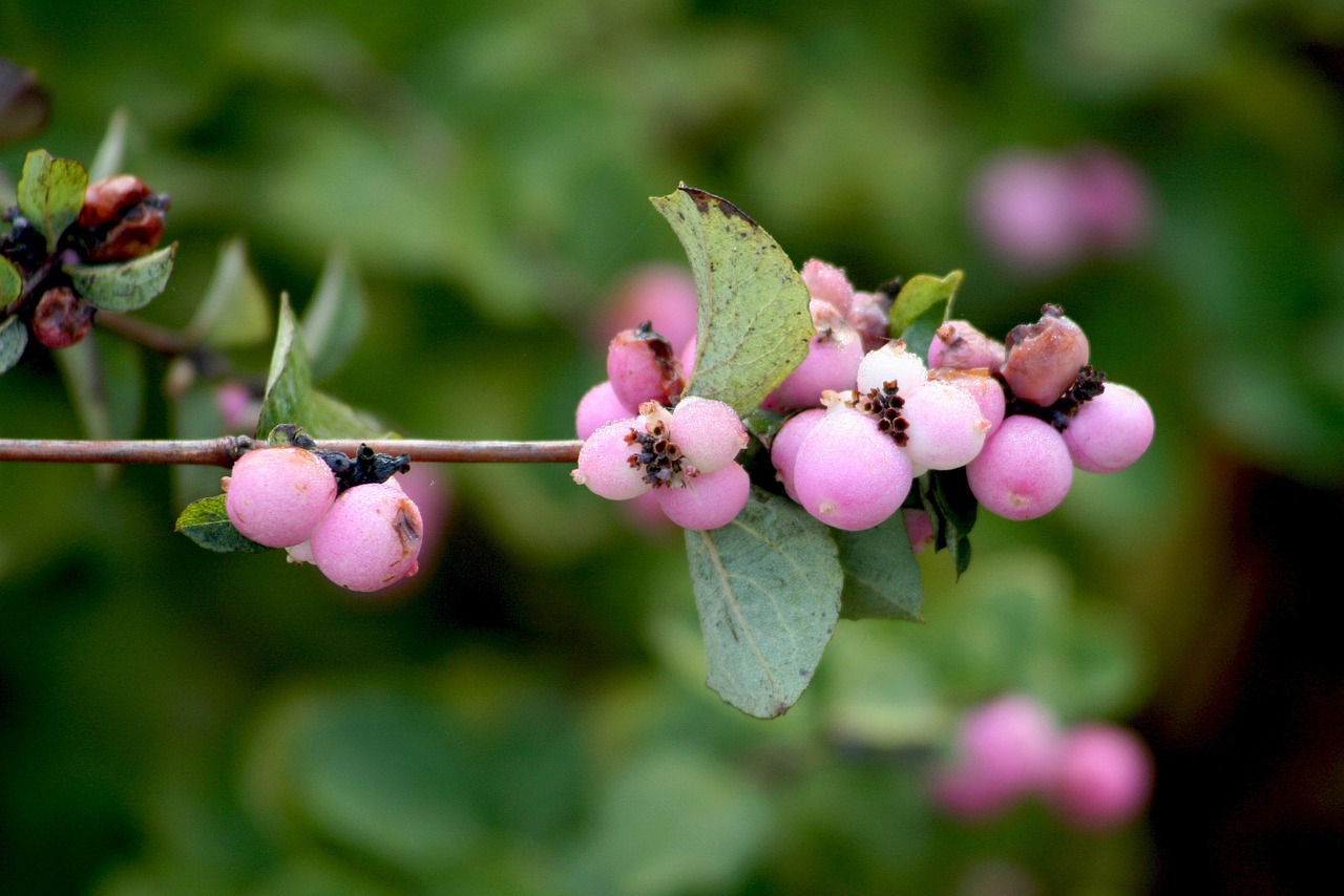 nature plant bush free photo