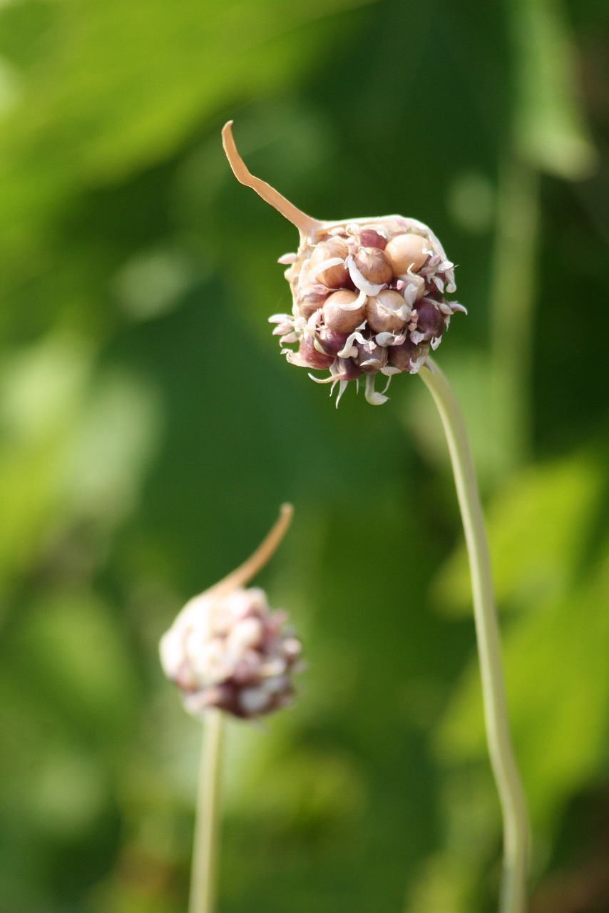 nature plant flower free photo