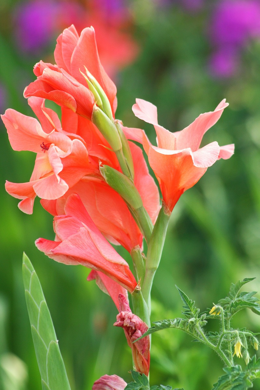 gladiolus nature plant free photo