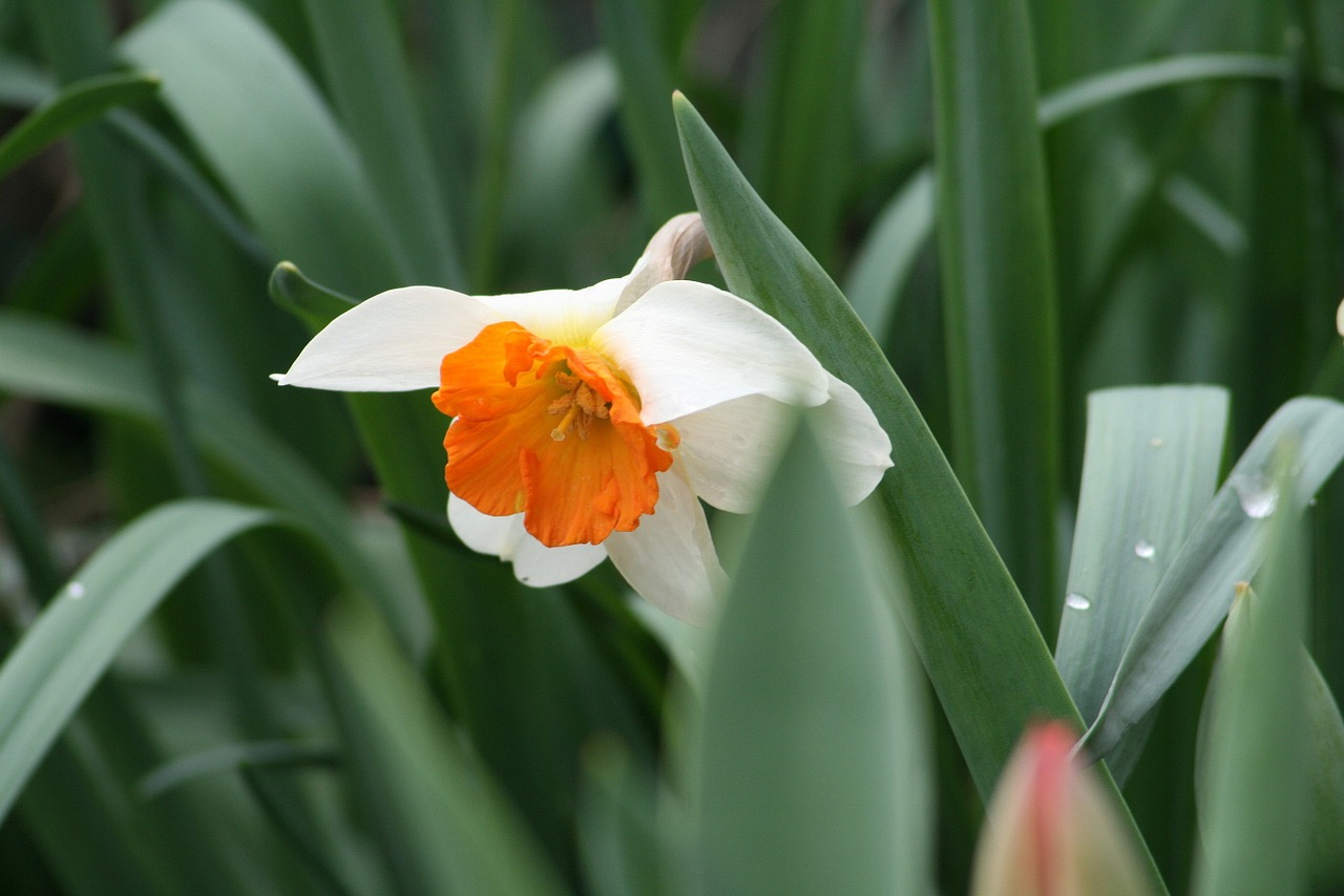 nature plant flower free photo