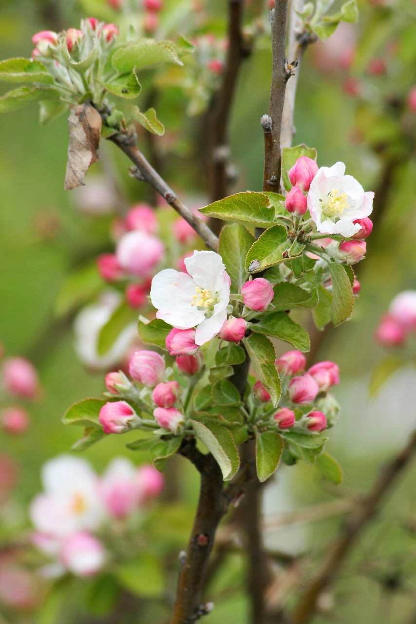 nature plant flower free photo