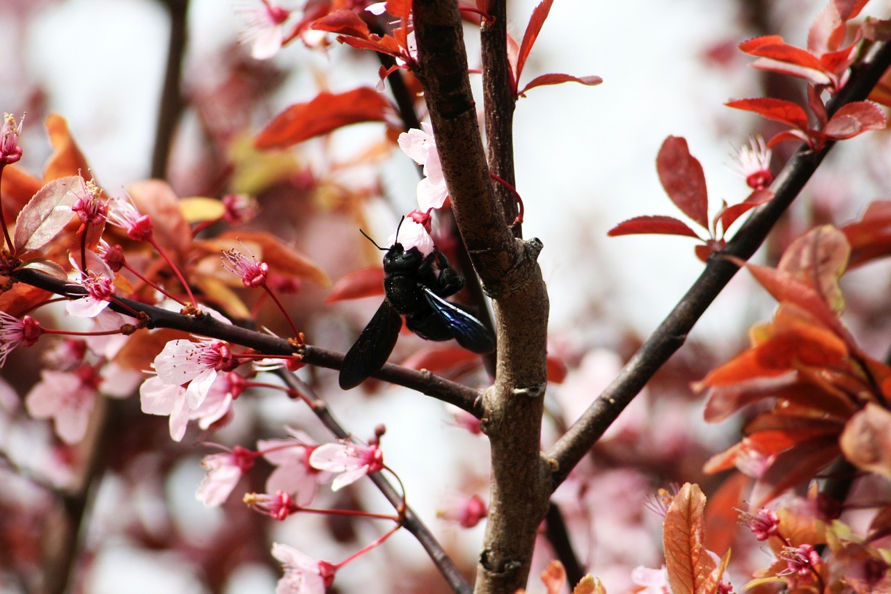 nature plant flower free photo