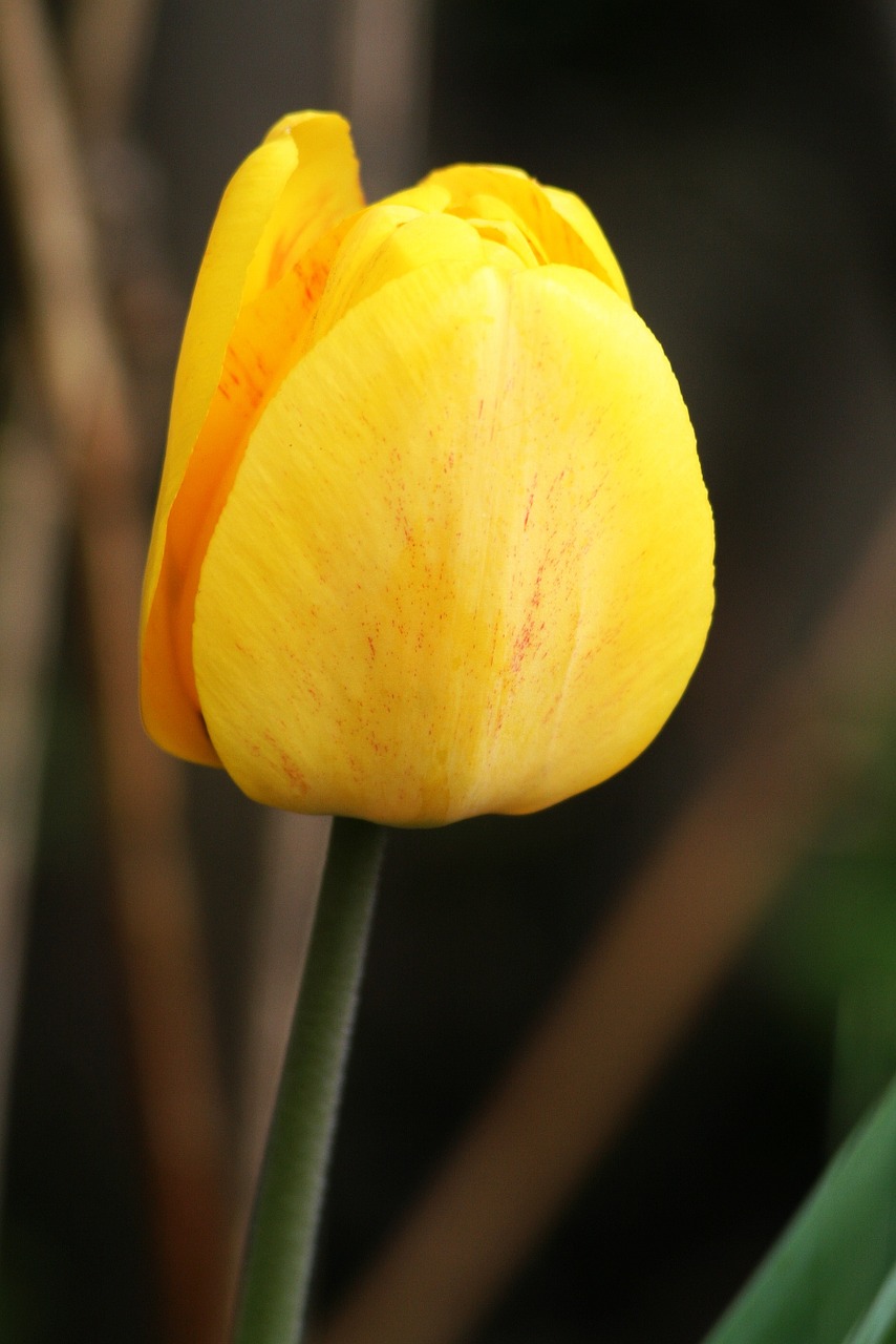 nature plant yellow free photo