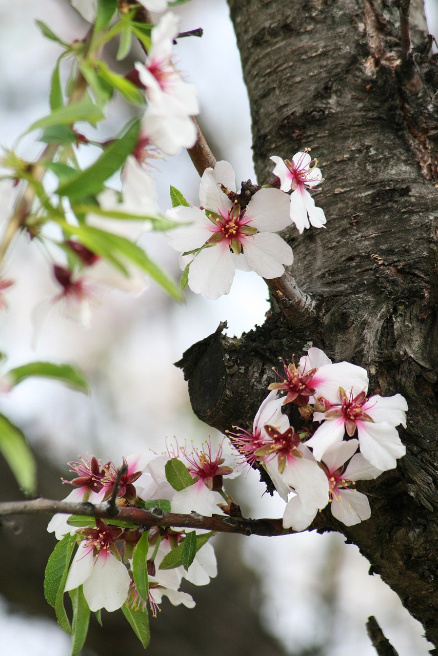 nature plant flower free photo