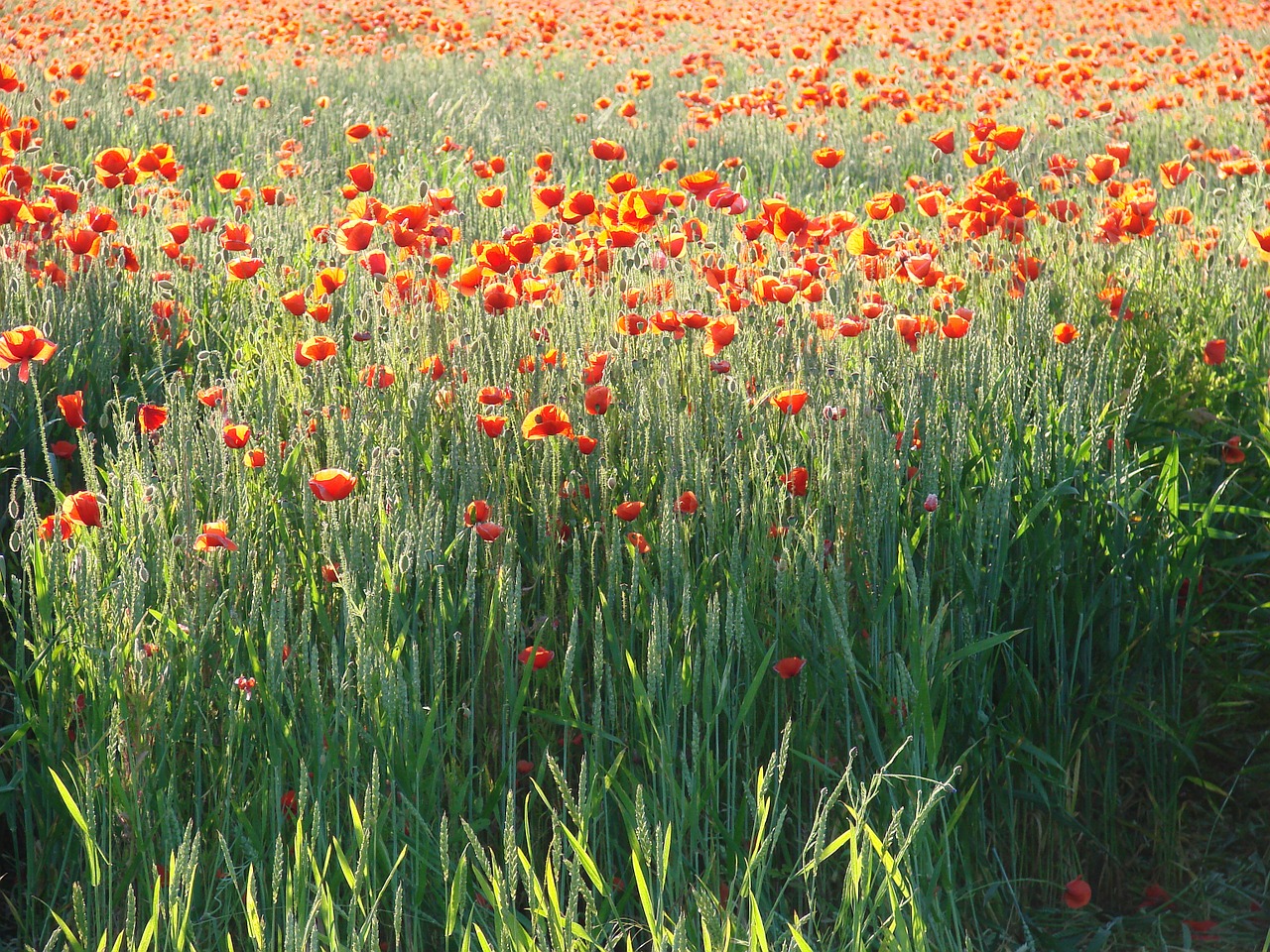 nature field of poppies poppies free photo