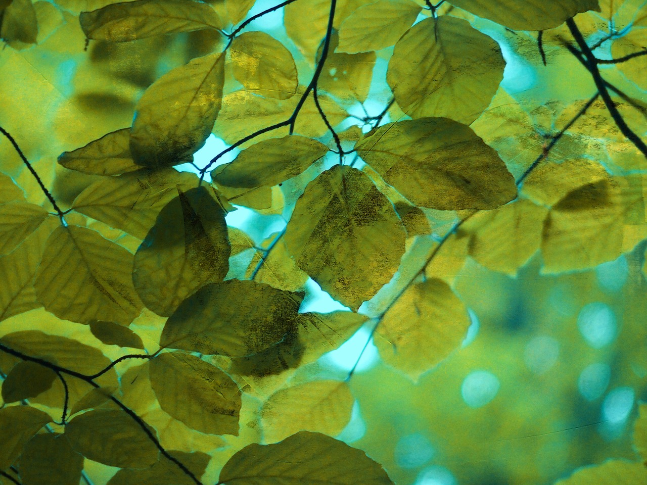 nature leaves trees free photo