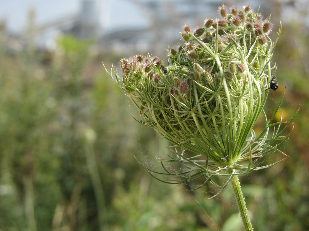 nature flower green free photo