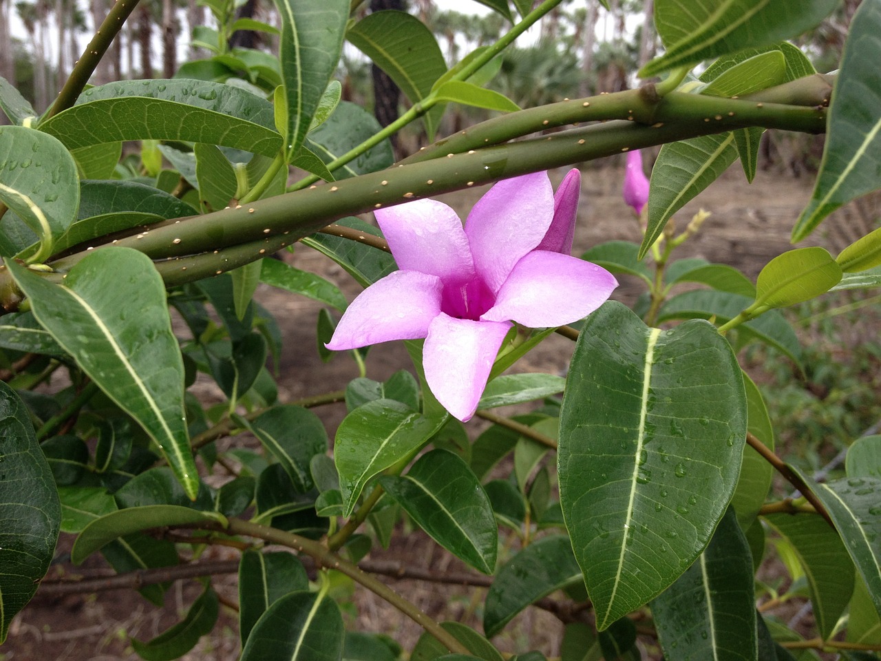 nature plant spring free photo