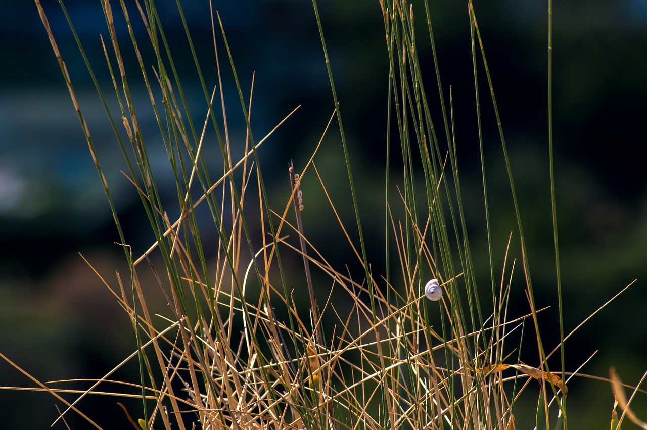 shell grass nature free photo