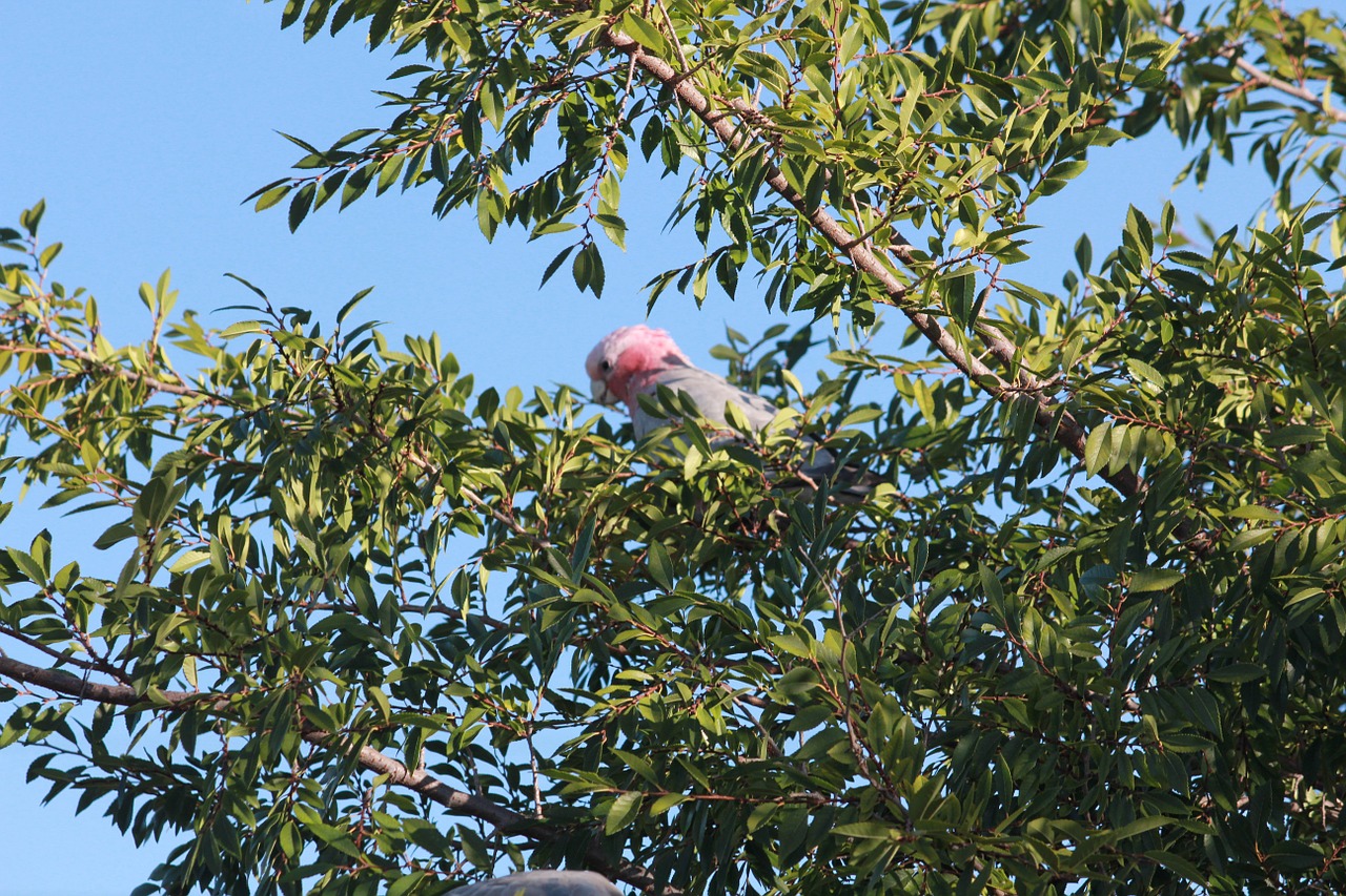 nature wild bird free photo