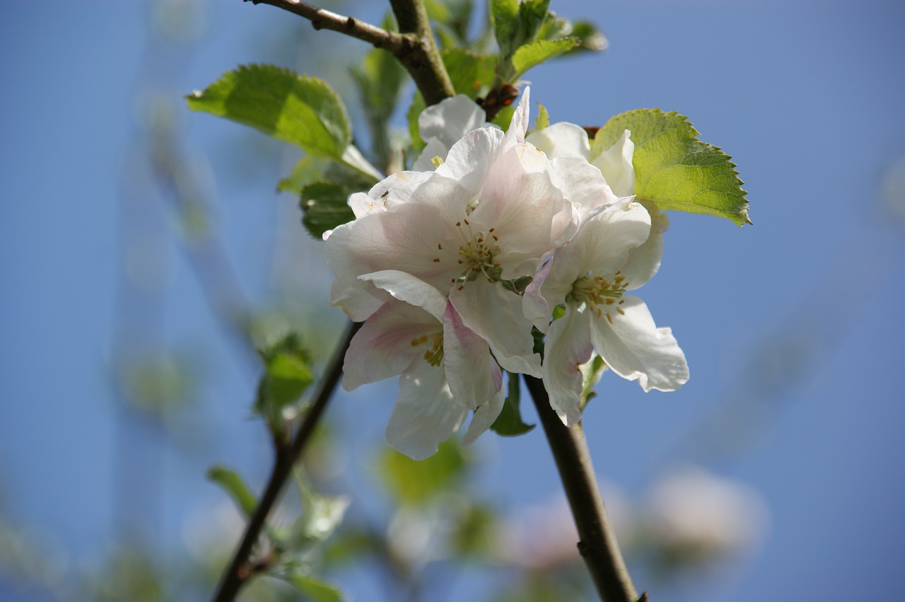 apple blossom spring white flower free photo