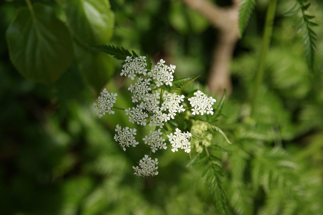 flutes herb nature spring free photo