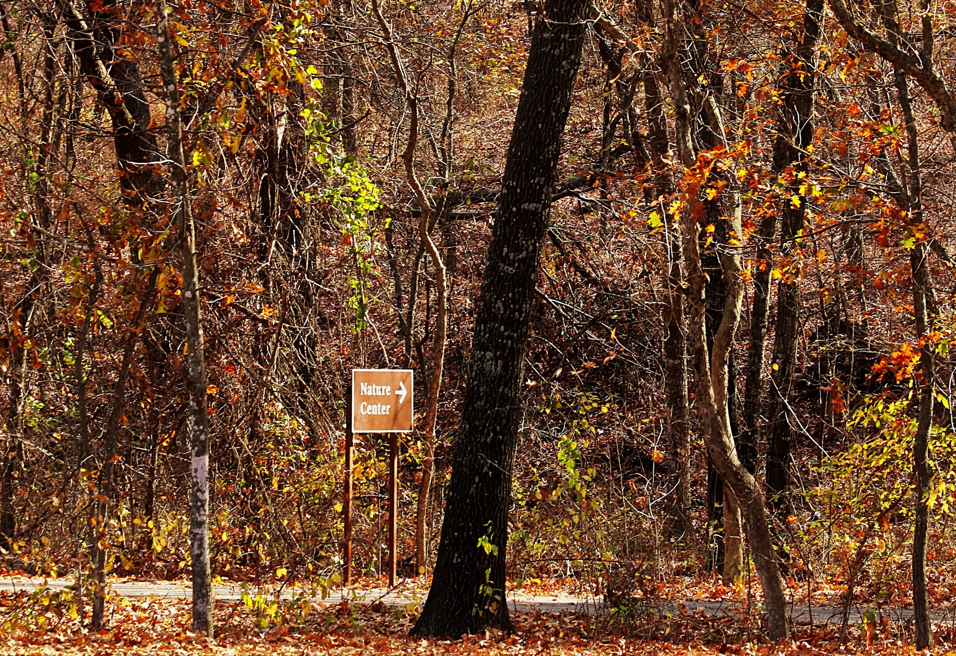 nature landscape woods free photo