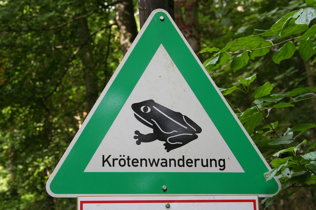 nature conservation  toad migration  attention free photo