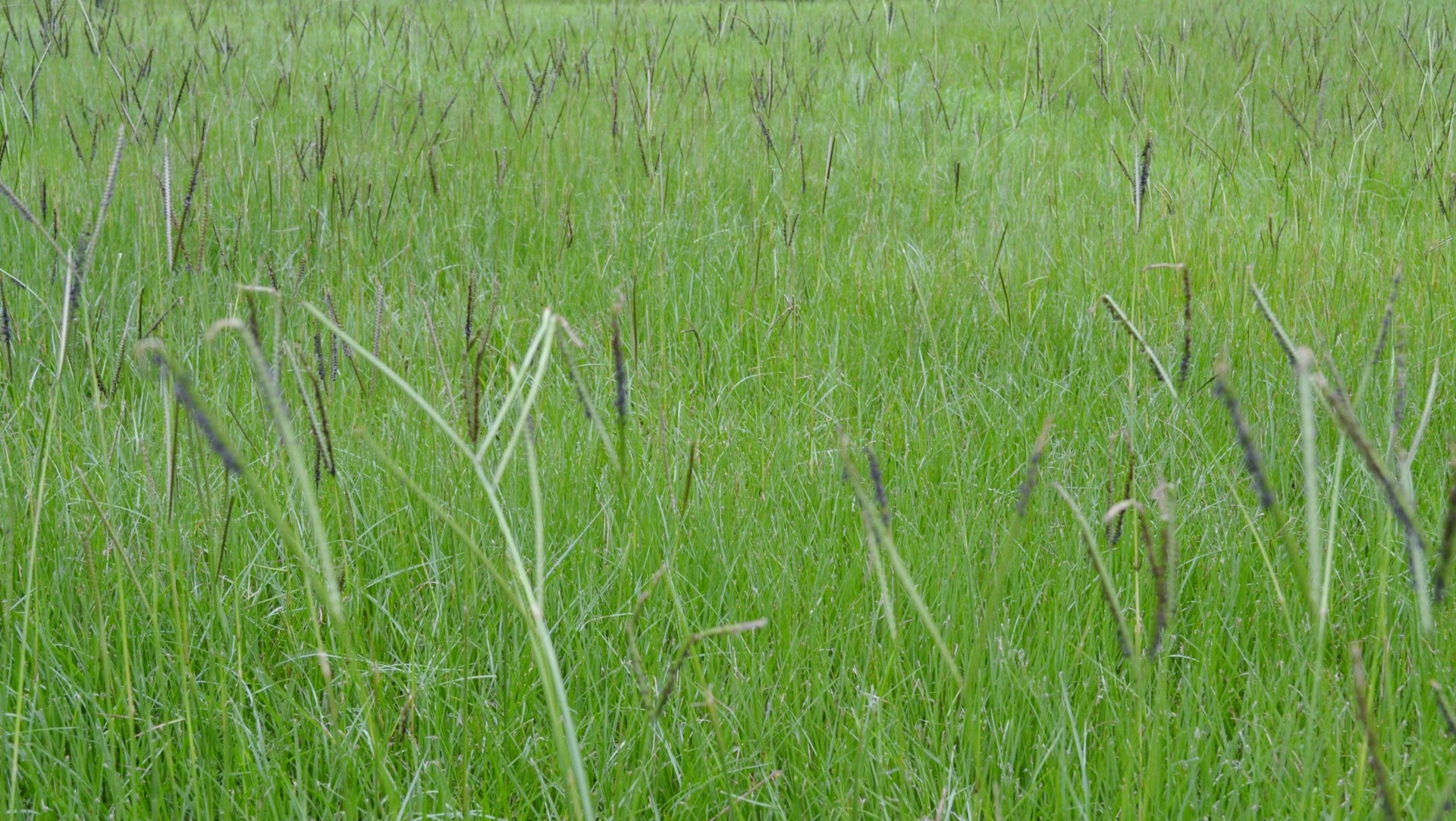 green backyard grass free photo