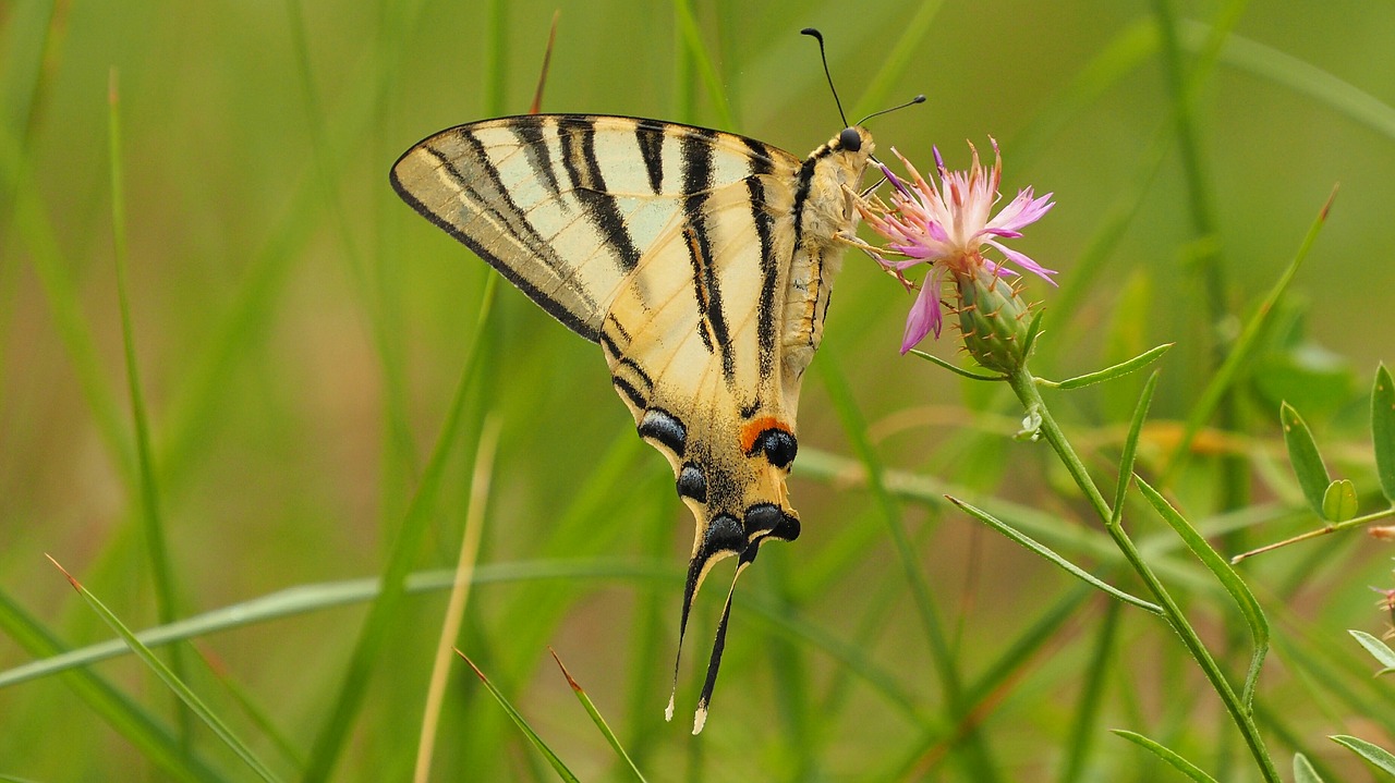 nature insect butterfly macro free photo