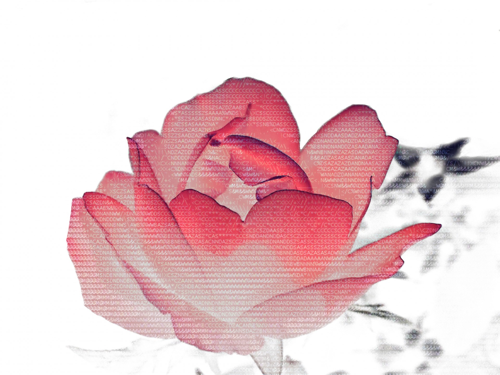 flower machine text free photo