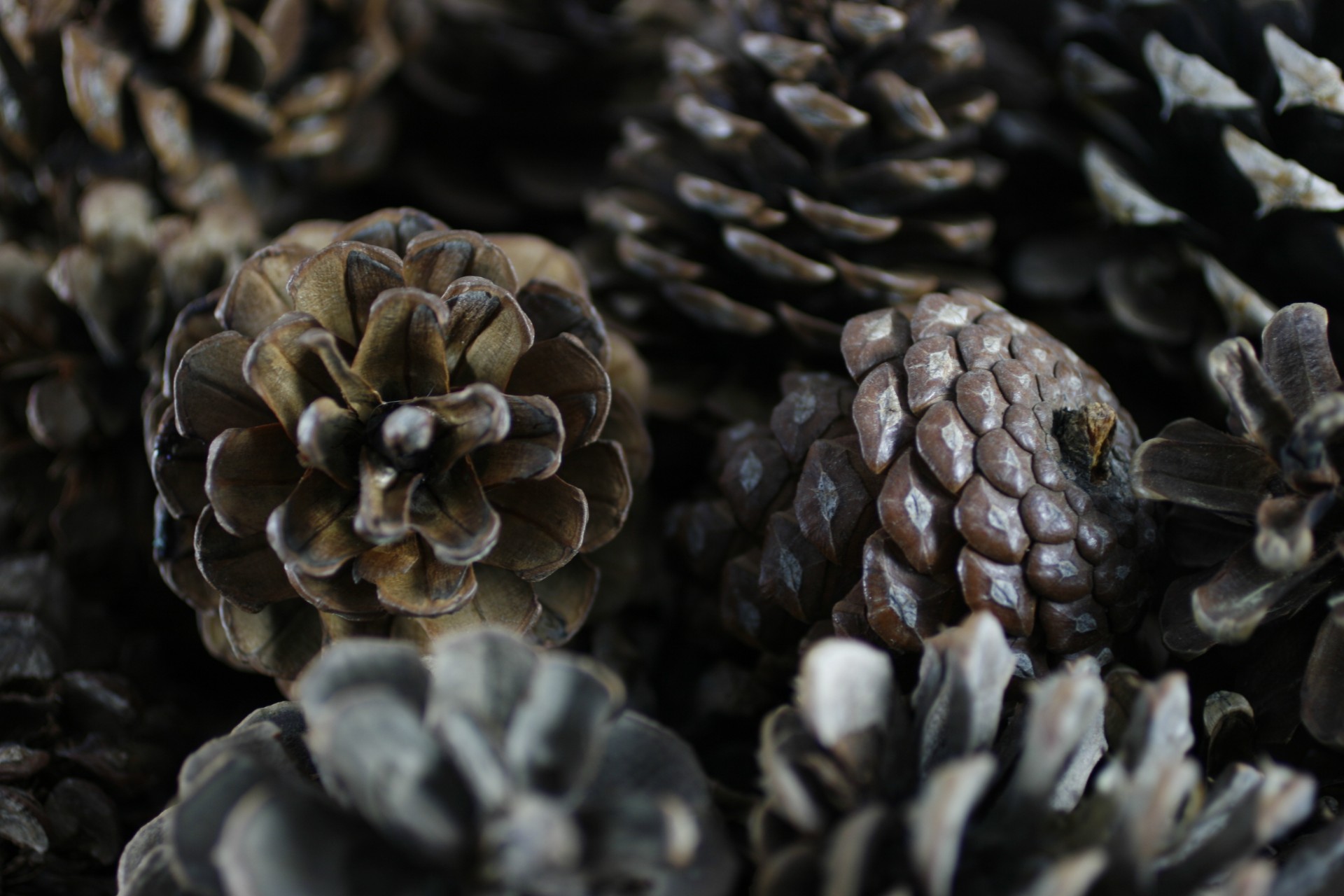 nature pine cones free photo