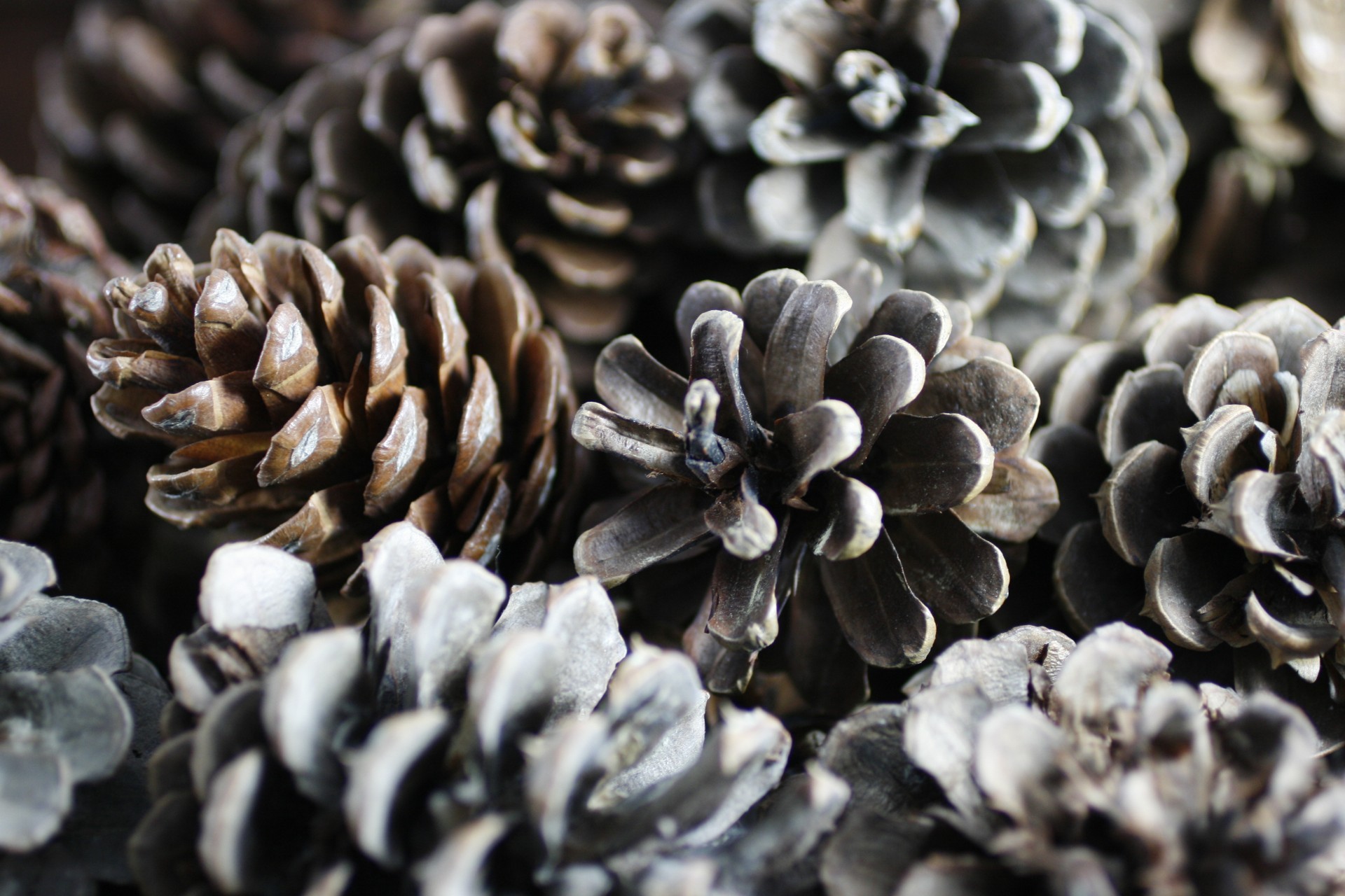 nature pine cones free photo