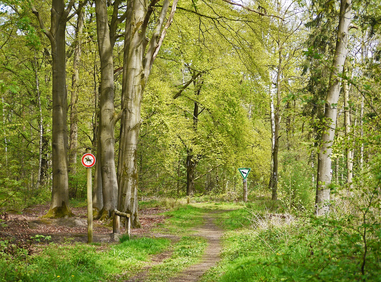 nature reserve forest spring free photo