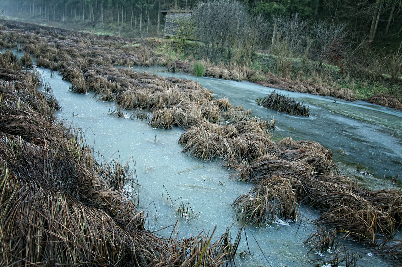 nature reserve water grass free photo