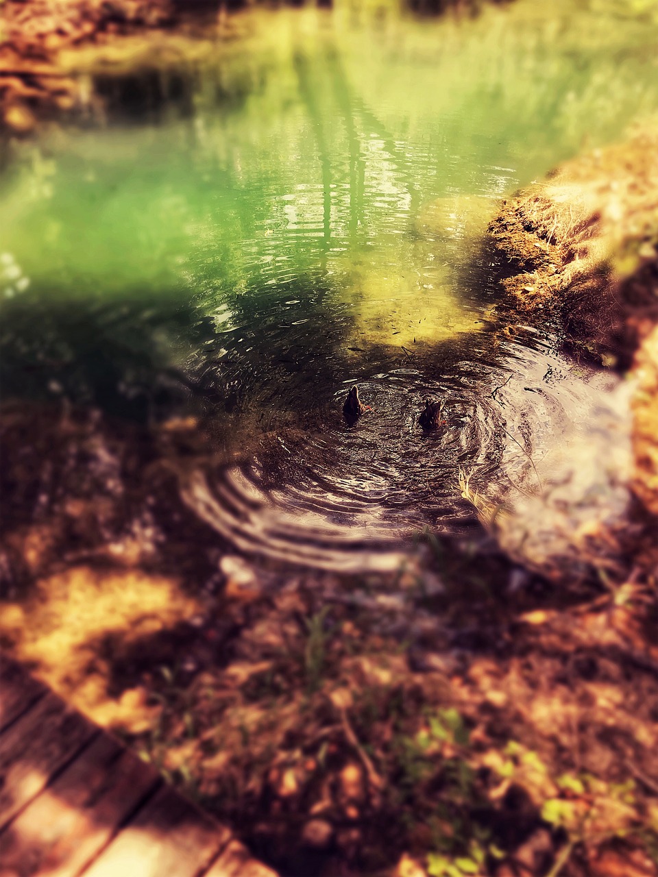 nature reserve  croatia  swamp free photo