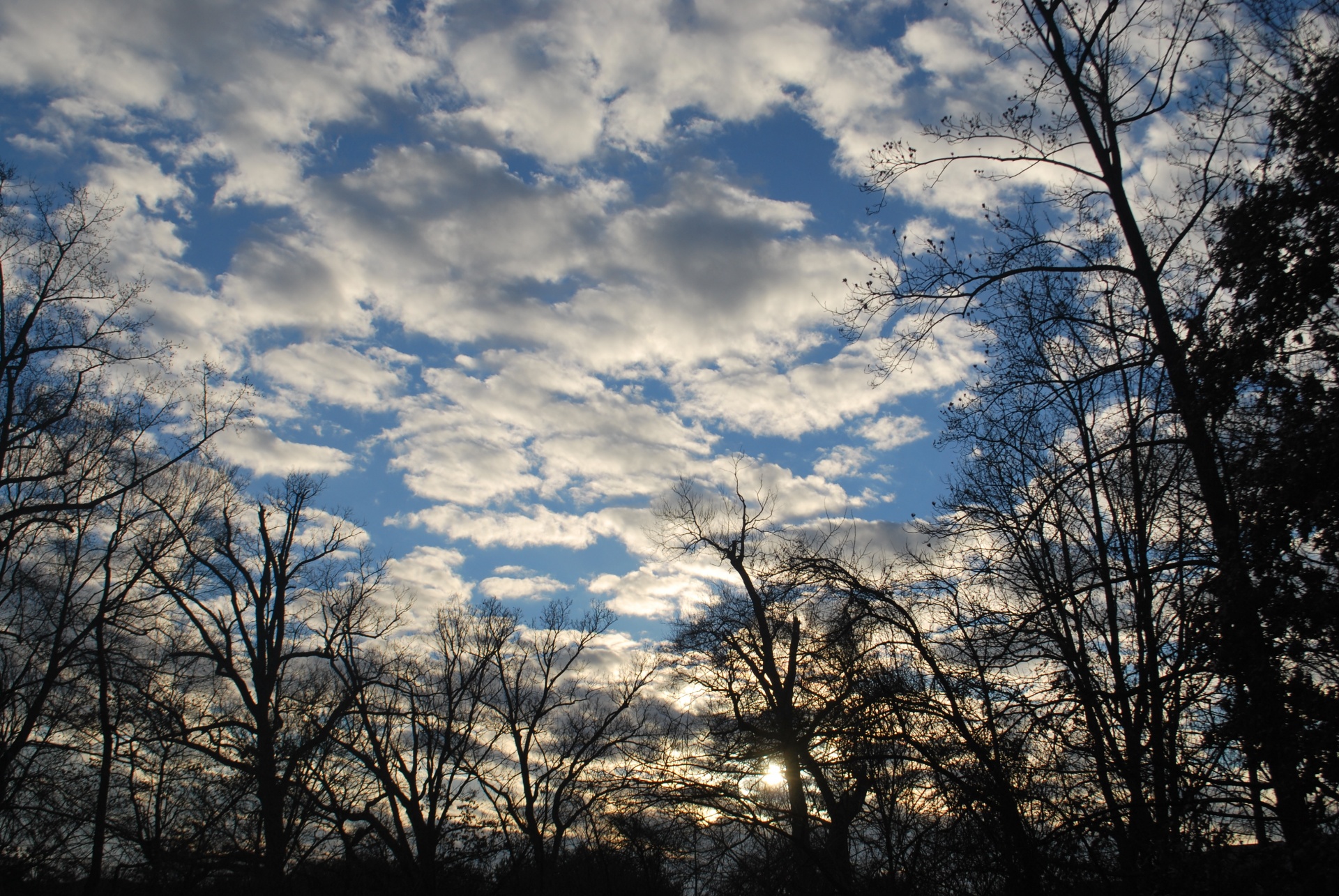 sky trees nature sky free photo