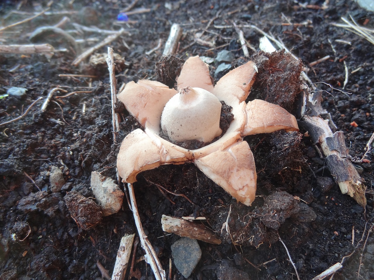 nature star agaric mushroom free photo