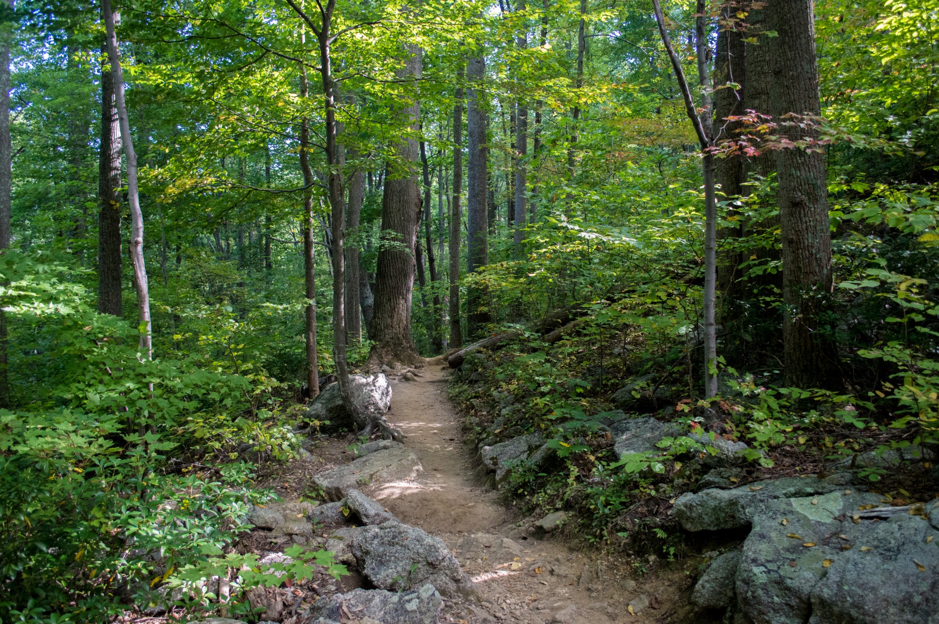 nature tree outside free photo