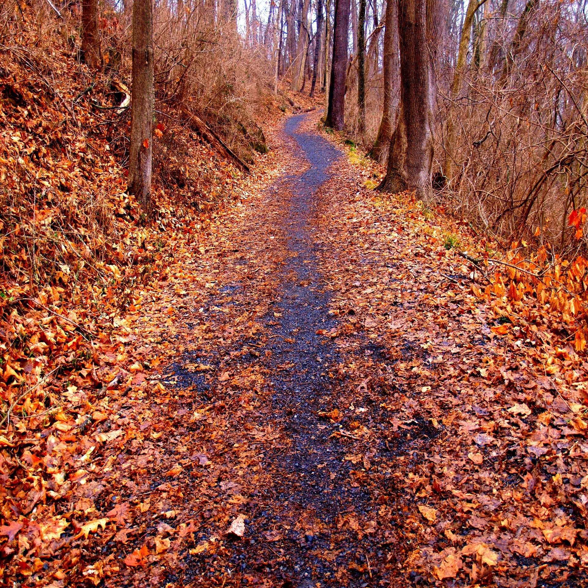 trees leaves woods free photo