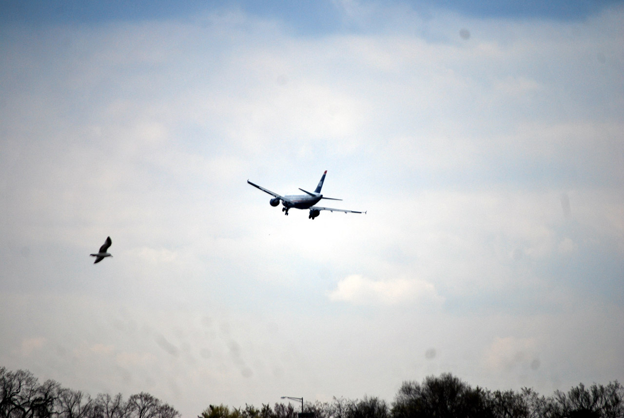 bird plane airplane free photo