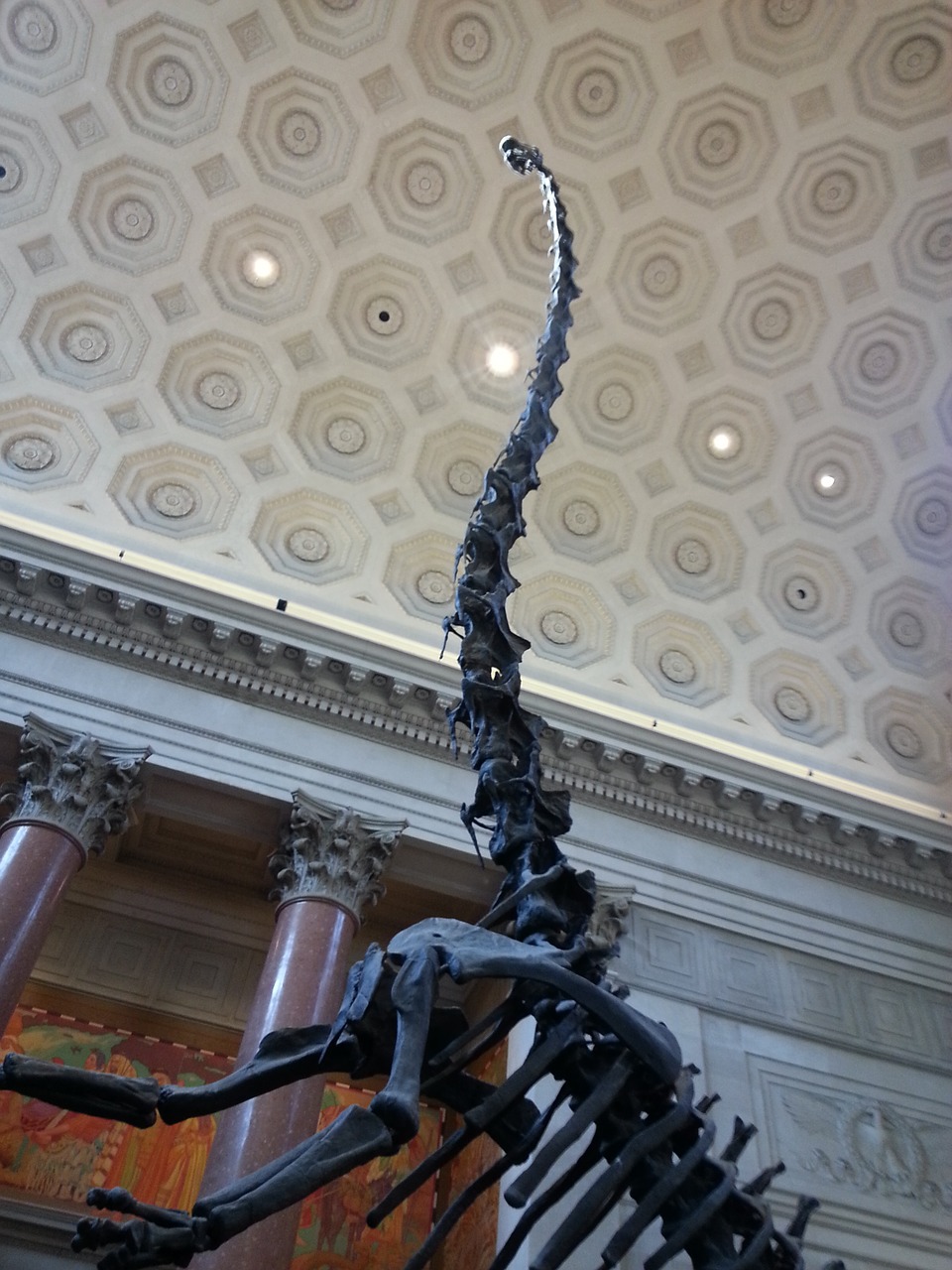naturehistorical museum dinosaur new york free photo