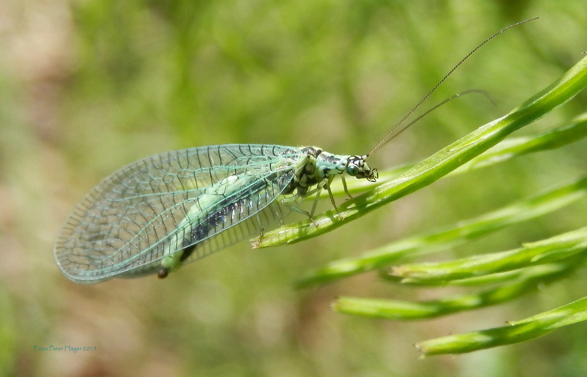 chrysopidae dragonfly green lacewing free photo