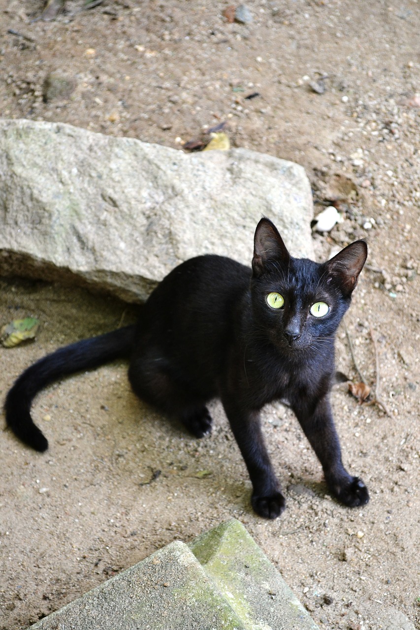 naughty black cat naughty black free photo