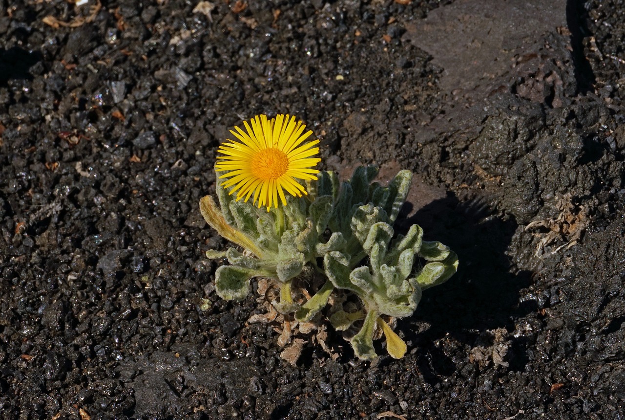 nauplius intermedius flower free photo