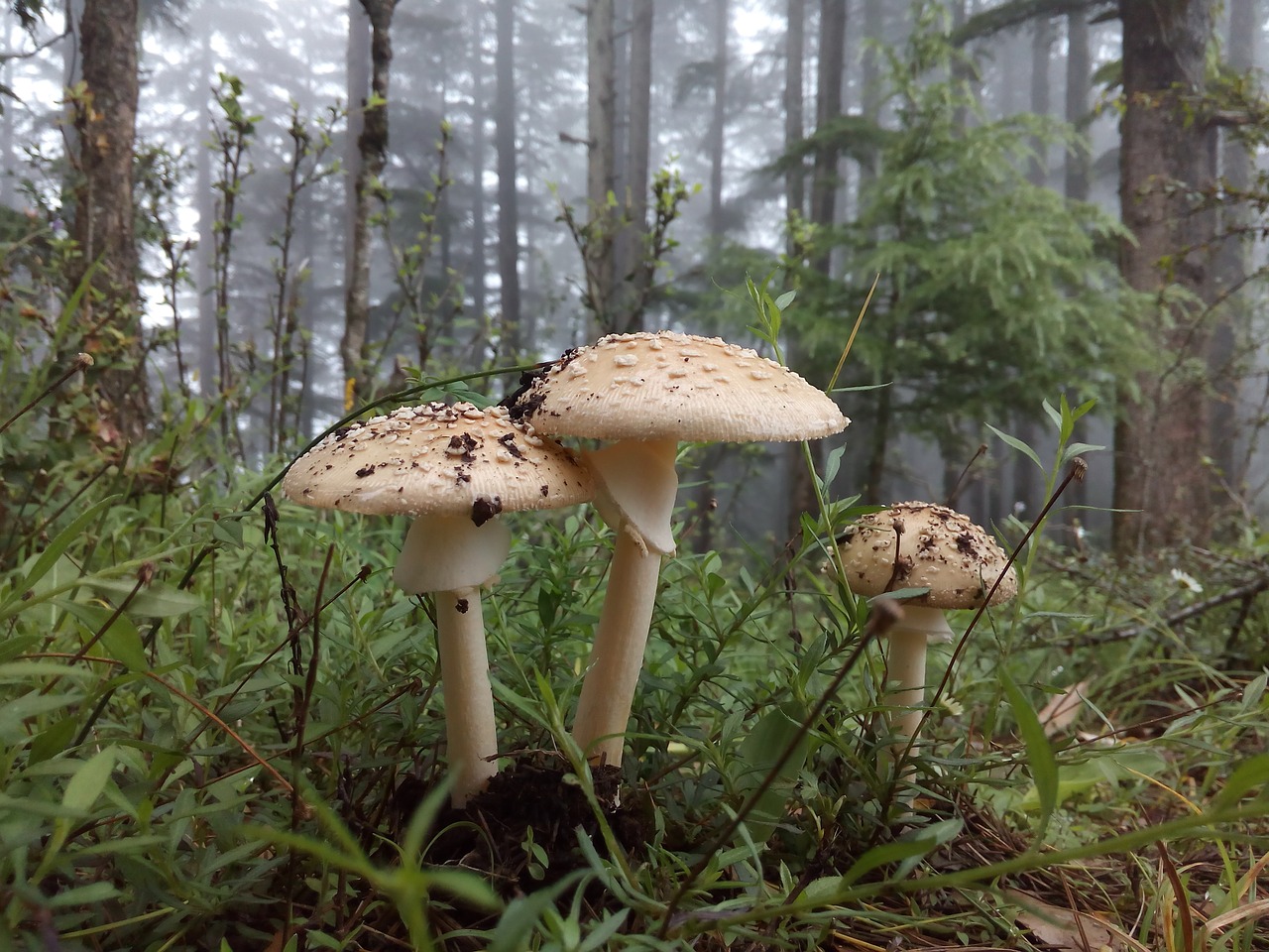 nauter mushroom fungus free photo