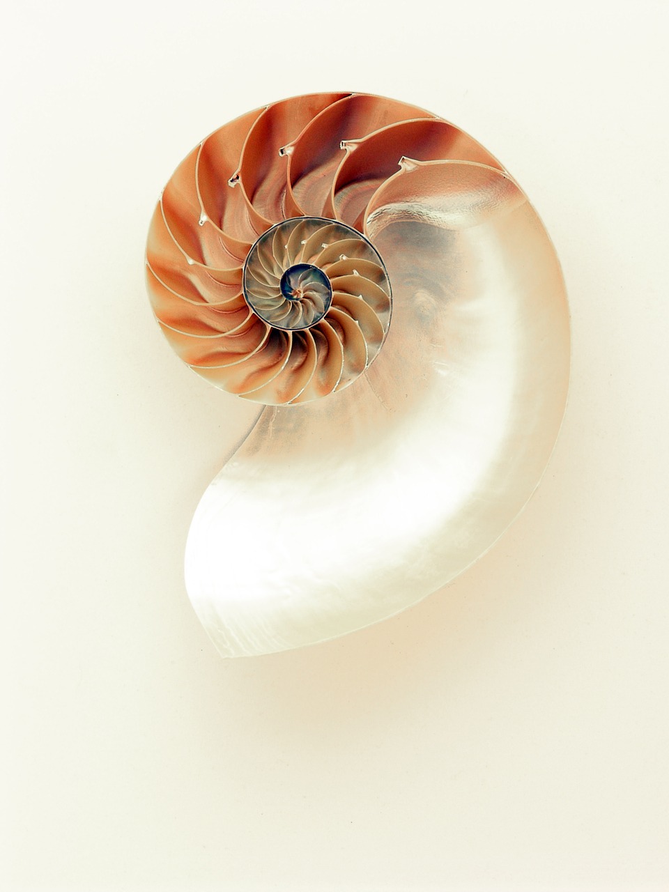 nautilus shell shimmer free photo