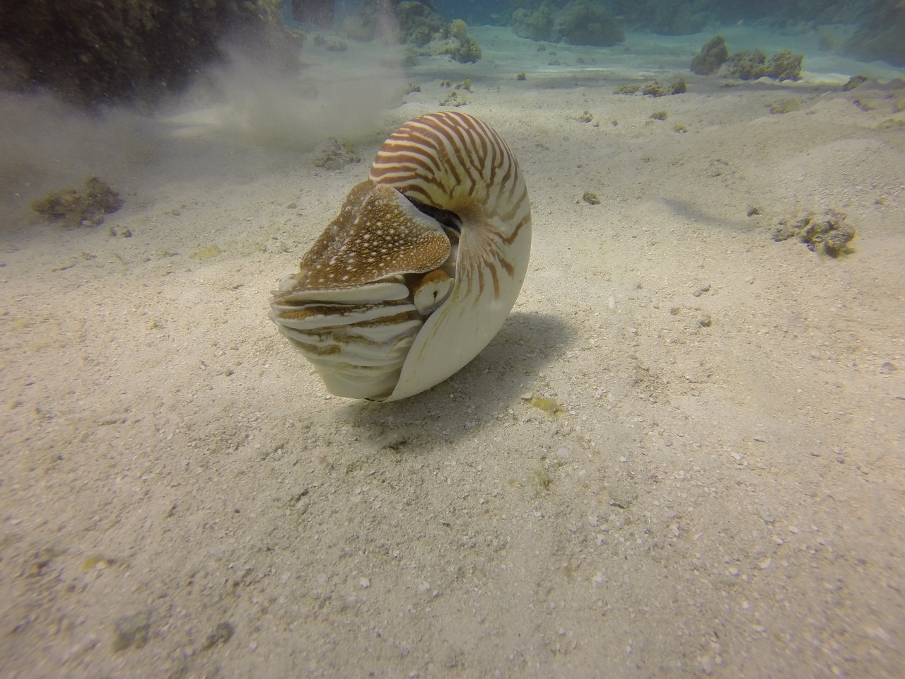 nautilus scuba dive free photo